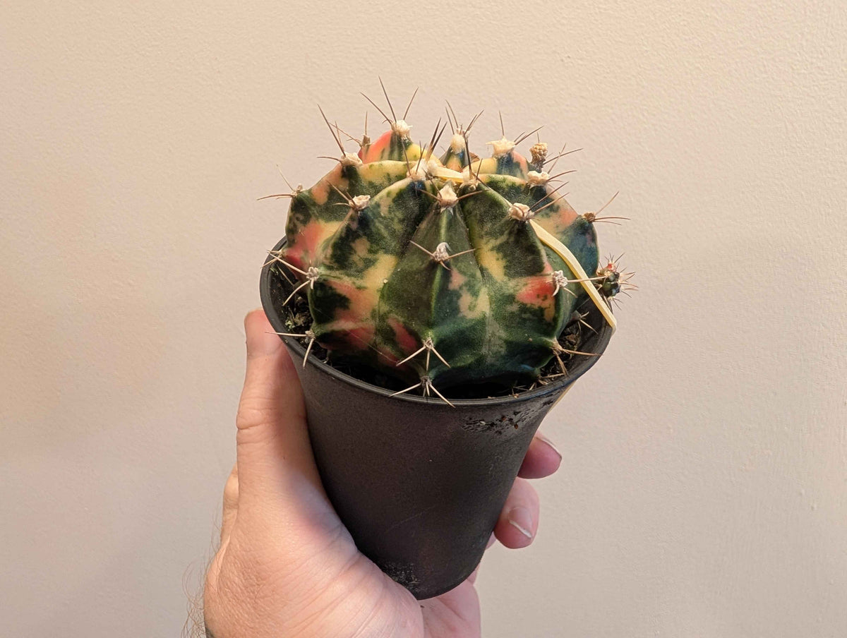 Gymnocalycium Mihanovichii ‘Japan’ Variegata Mix 7cm