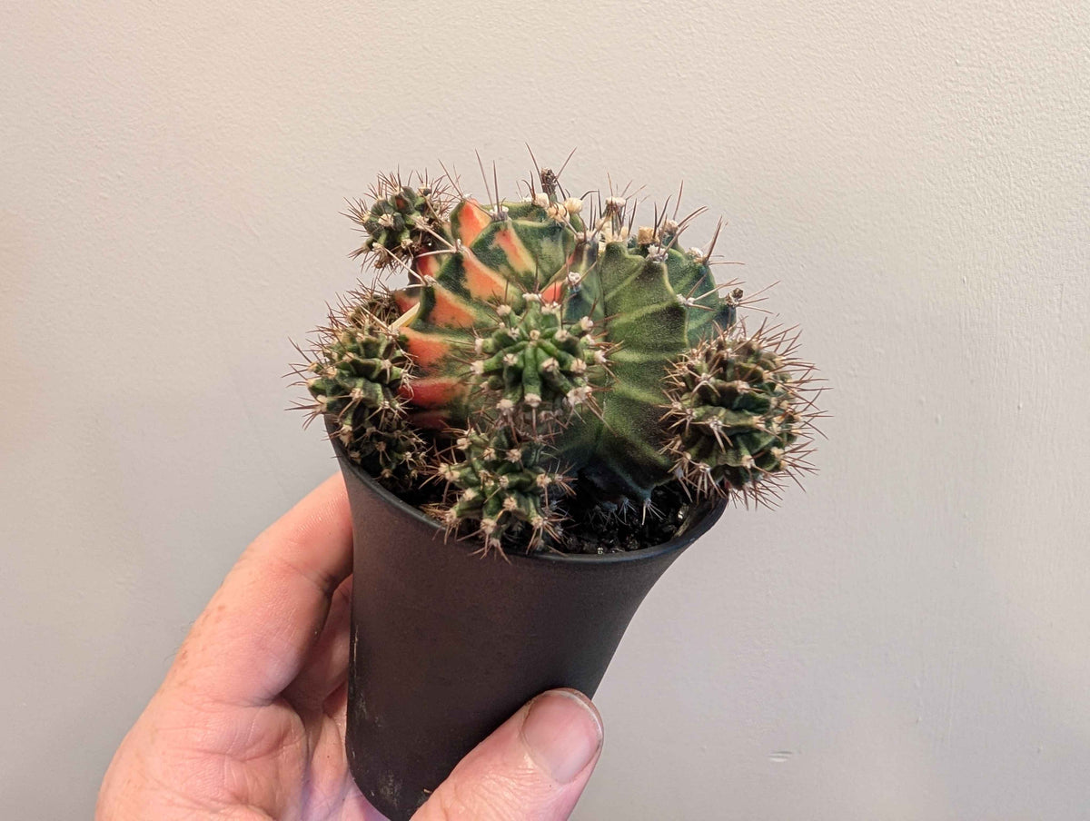 Gymnocalycium Mihanovichii ‘Japan’ Variegata Mix 7cm