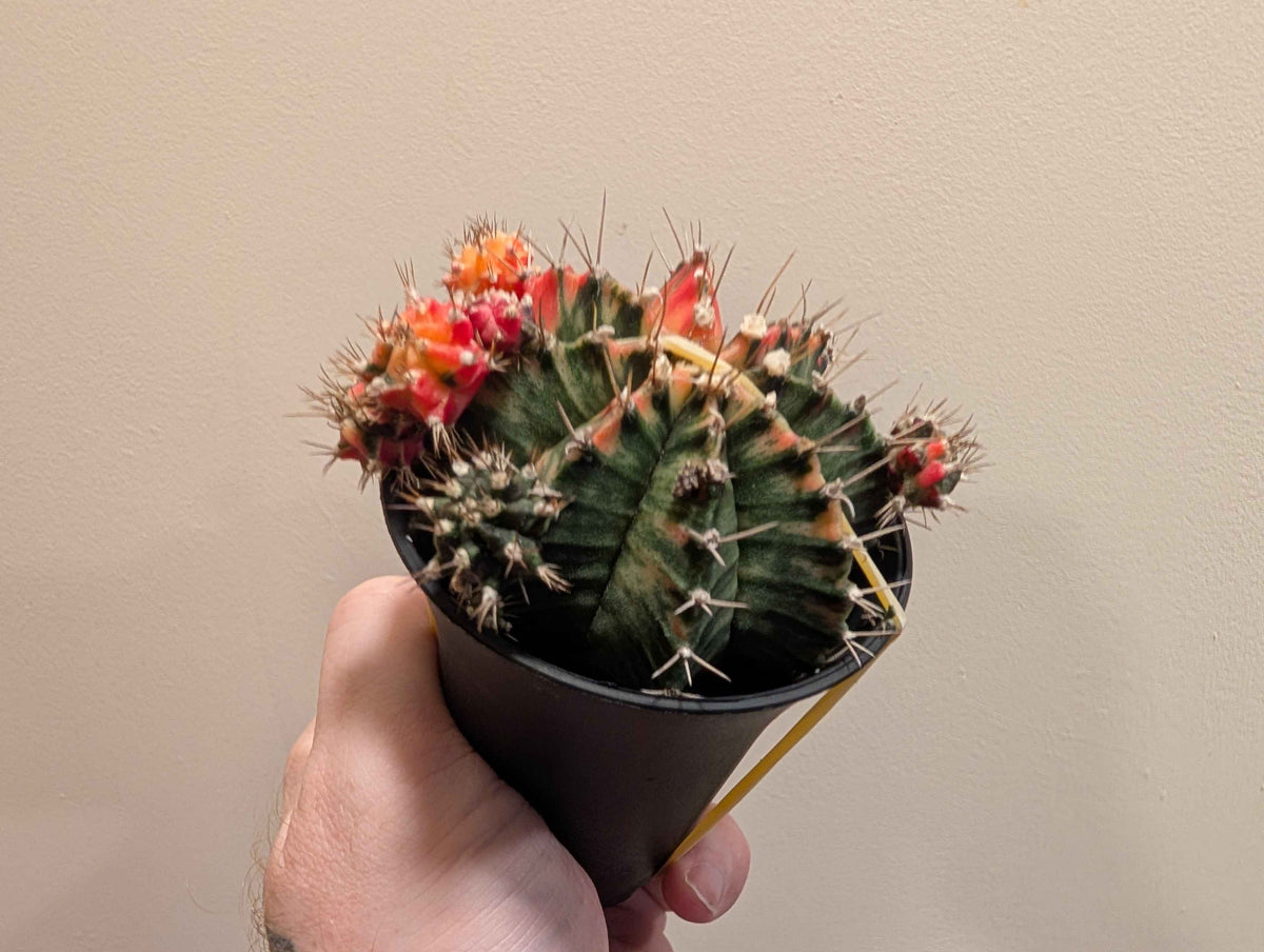 Gymnocalycium Mihanovichii ‘Japan’ Variegata Mix 7cm