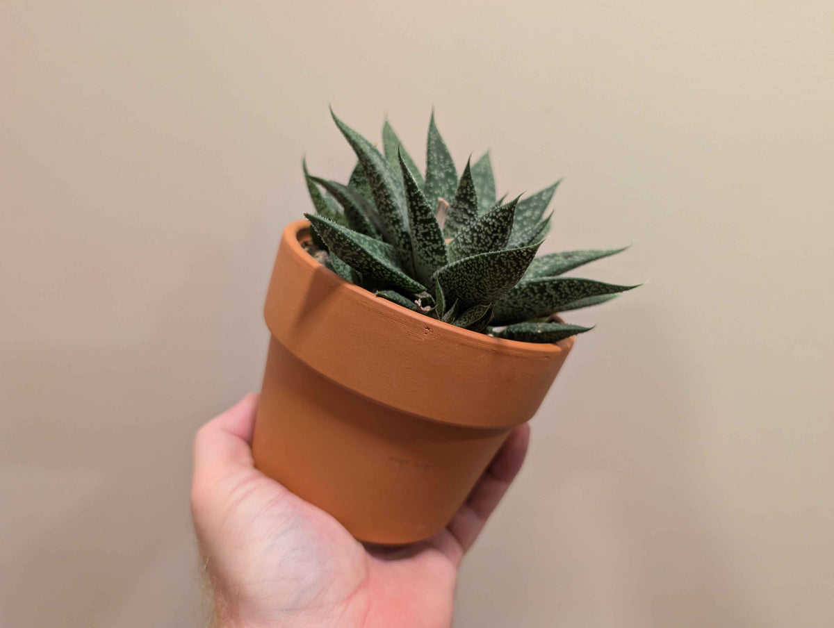 Succulent Mix In Terracotta Pot 12cm