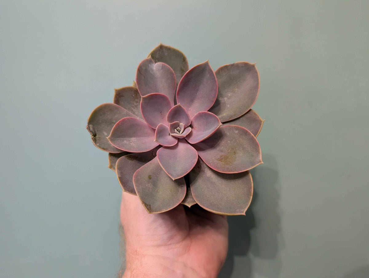 Echeveria Gem Mix 8cm