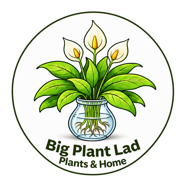 Bigplantlad 