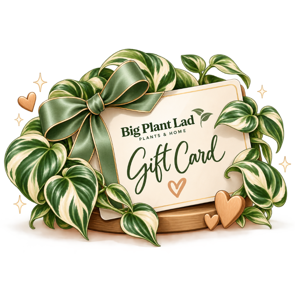Big Plant Lad Gift Card
