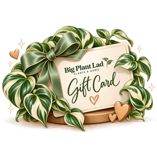Big Plant Lad Gift Card
