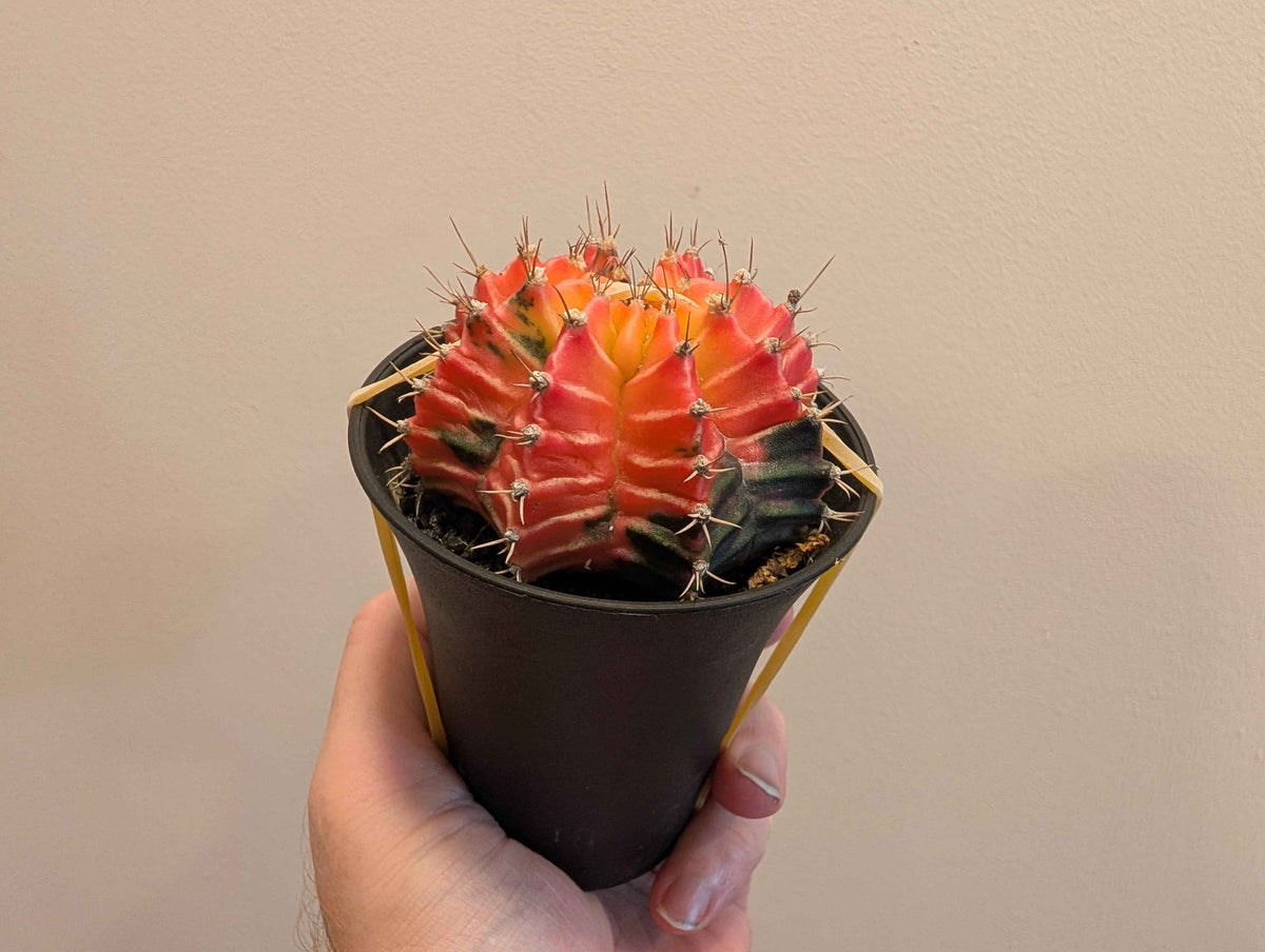 Gymnocalycium Mihanovichii ‘Japan’ Variegata Mix 7cm