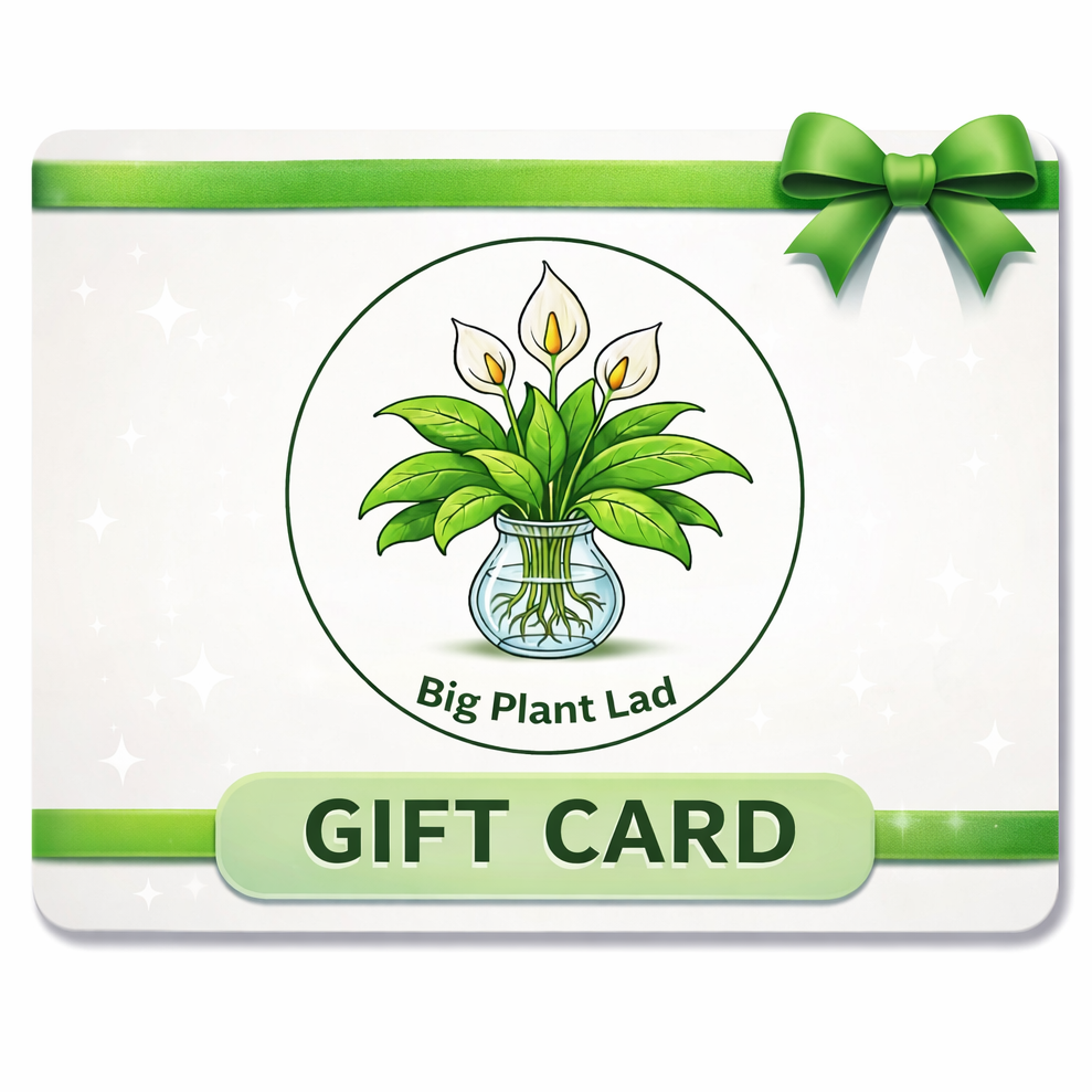 Big Plant Lad Gift Card