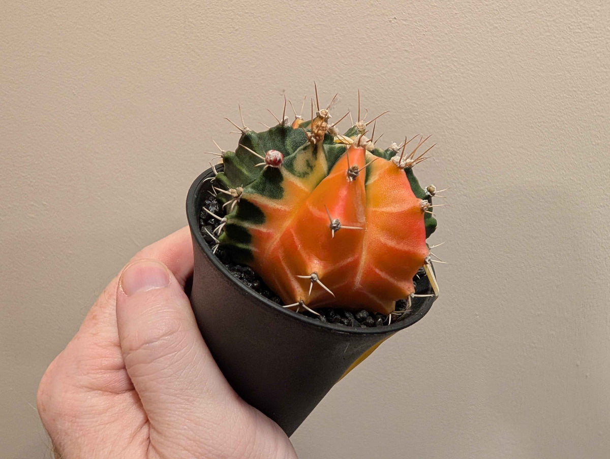 Gymnocalycium Mihanovichii ‘Japan’ Variegata Mix 7cm