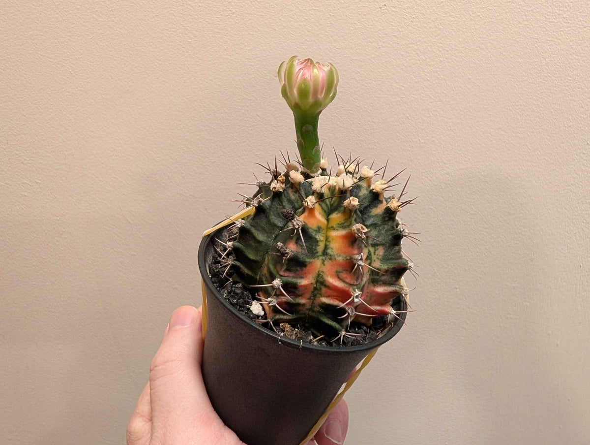 Gymnocalycium Mihanovichii ‘Japan’ Variegata Mix 7cm