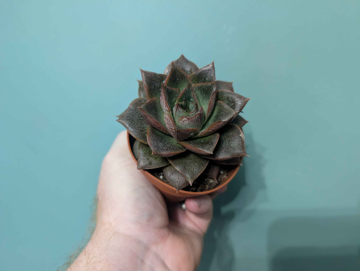 Echeveria Gem Mix 8cm