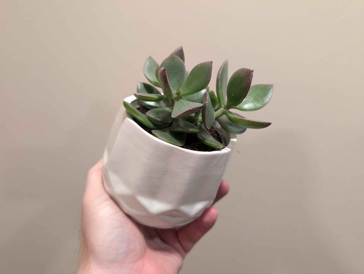 Succulent Mix In Ceramic Pot 10cm
