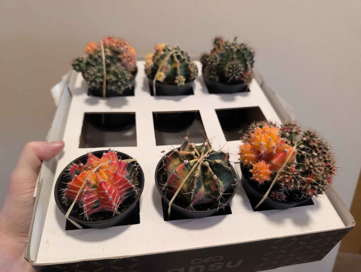 Gymnocalycium Mihanovichii ‘Japan’ Variegata Mix 7cm
