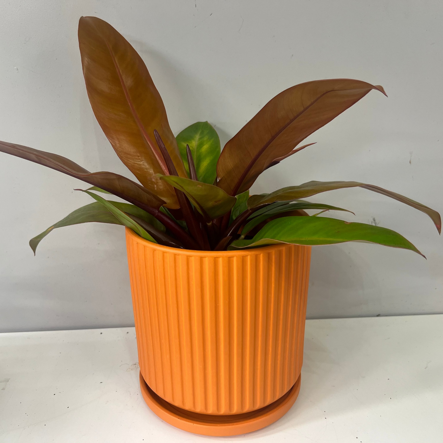 Ribbed Ceramic Pot and Saucer - Orange (16cm inner)