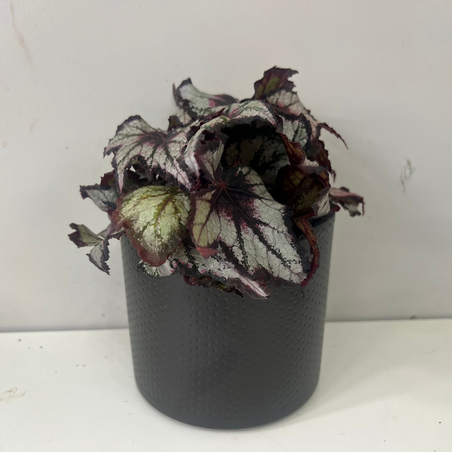 Dark Grey Dimple Lucy Ceramic Pot 12cm inner