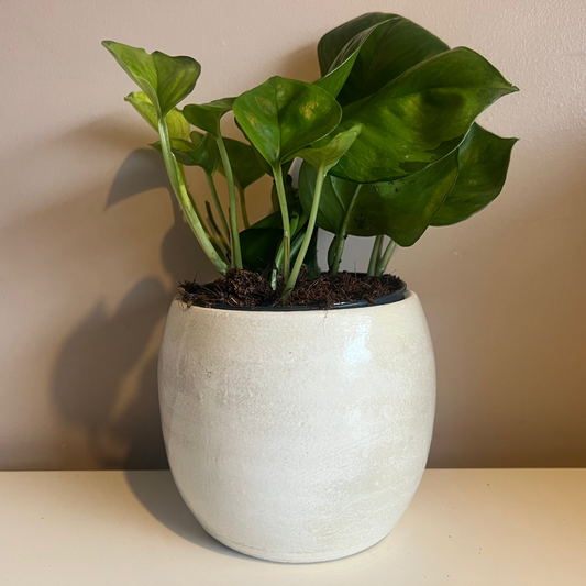 Ivory Stone Pot 12cm inner