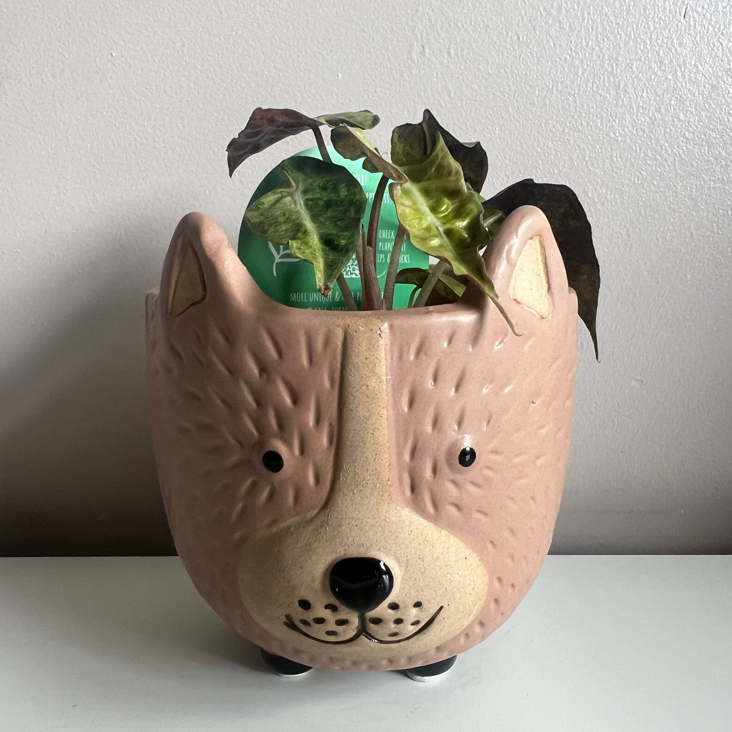Ceramic Bear Pot - 9.5cm inner (2 colours)