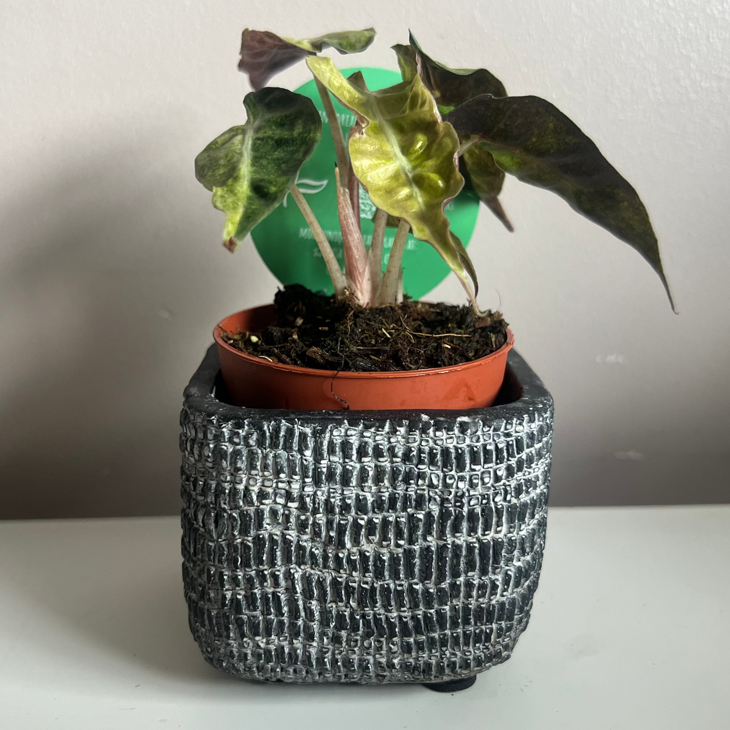 Siri Square Pot