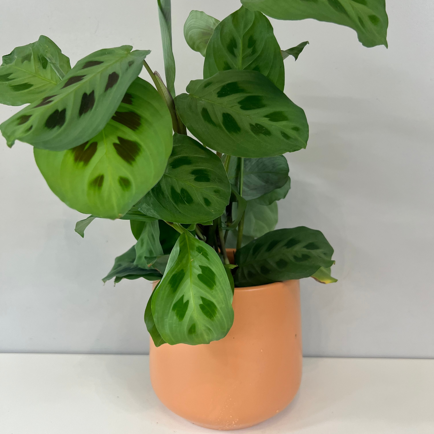Toscane Plant Pot 12cm