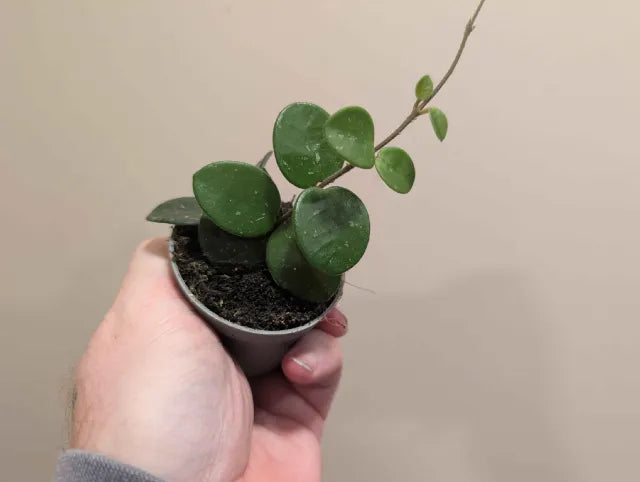 Hoya Mix 6cm