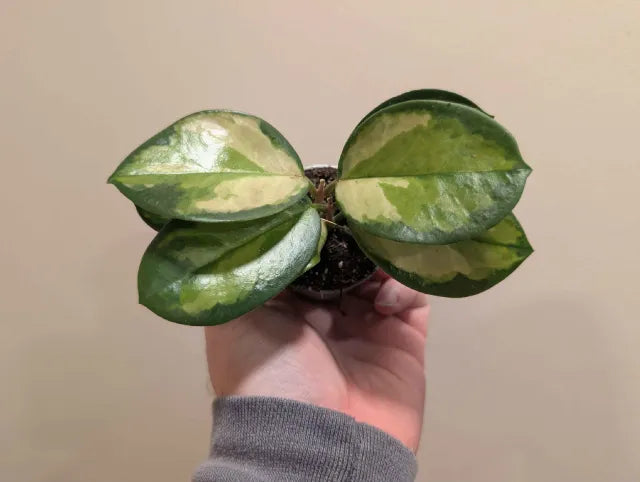 Hoya Mix 6cm