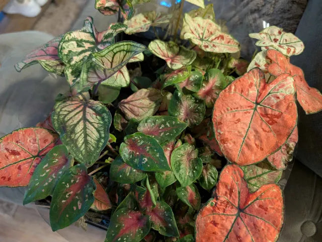 Mystery Caladium 6cm