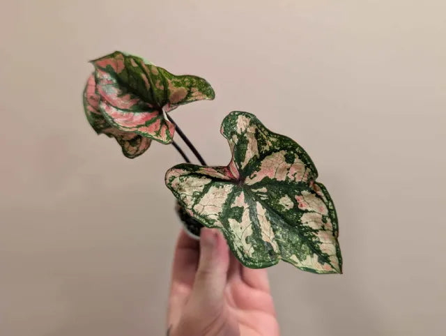 Mystery Caladium 6cm