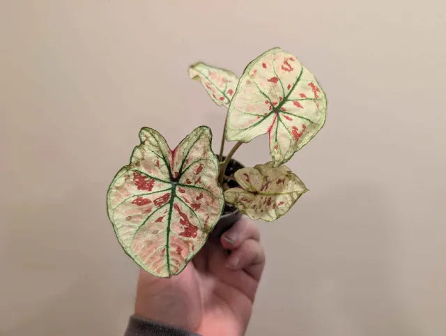 Mystery Caladium 6cm