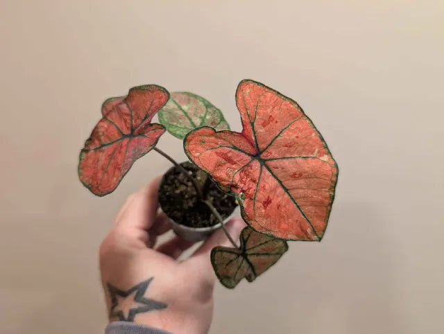 Mystery Caladium 6cm
