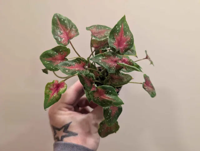 Mystery Caladium 6cm