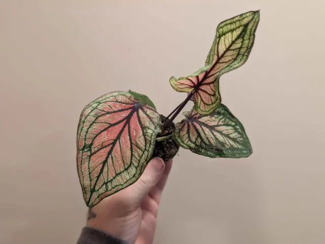 Mystery Caladium 6cm