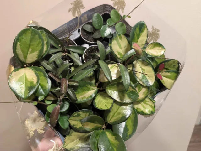 Hoya Mix 6cm