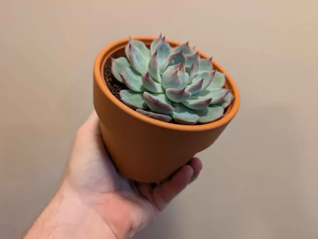 Succulent Mix 12cm
