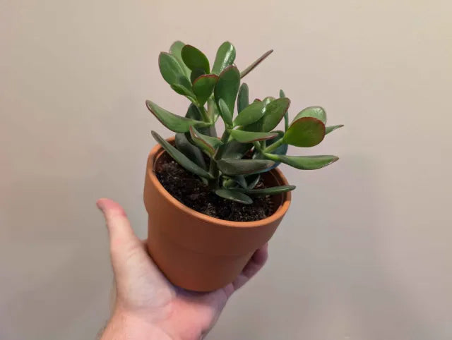 Succulent Mix 12cm