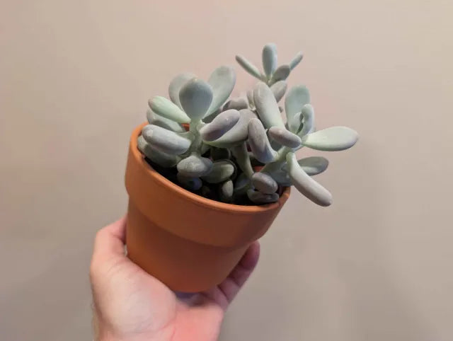 Succulent Mix 12cm