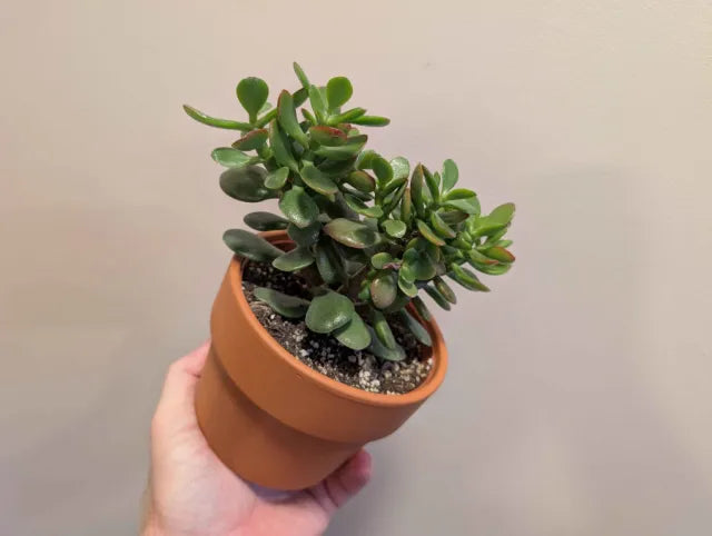 Succulent Mix 12cm