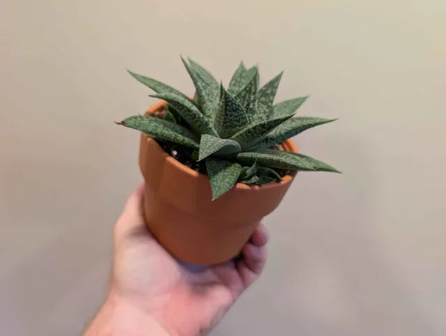 Succulent Mix 12cm