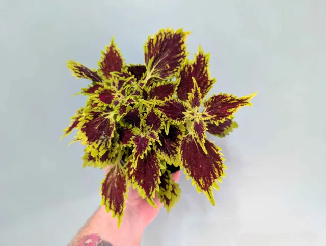 Coleus mix 13cm