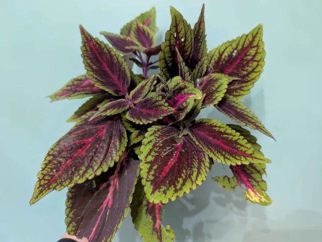 Coleus mix 13cm