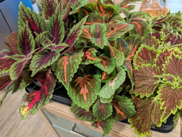 Coleus mix 13cm