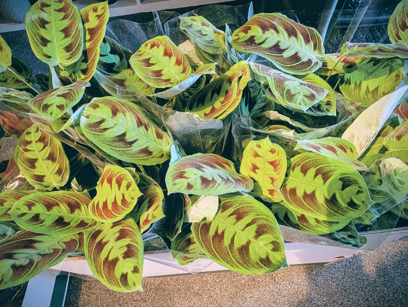 Maranta Testudinea 14cm