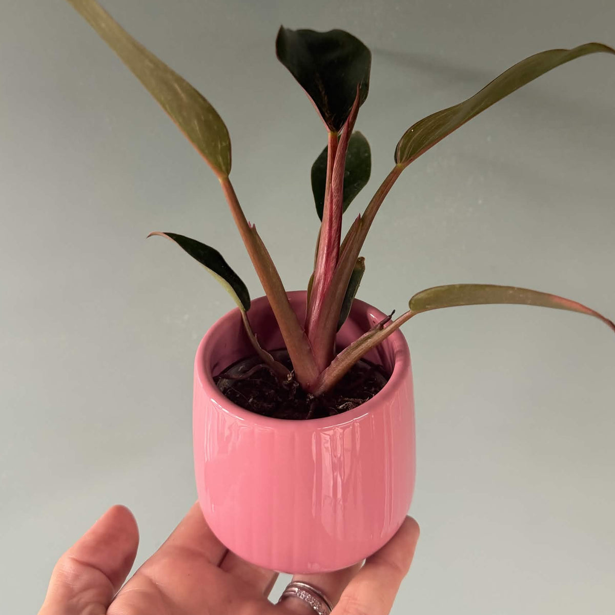 The Little Pot Club – Mini Plant Pots | Choose Your Style