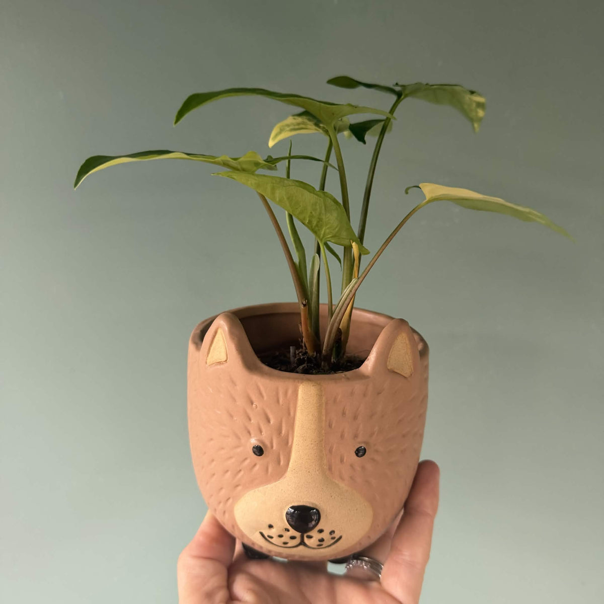 Ceramic Bear Pot - 9.5cm inner (2 colours)