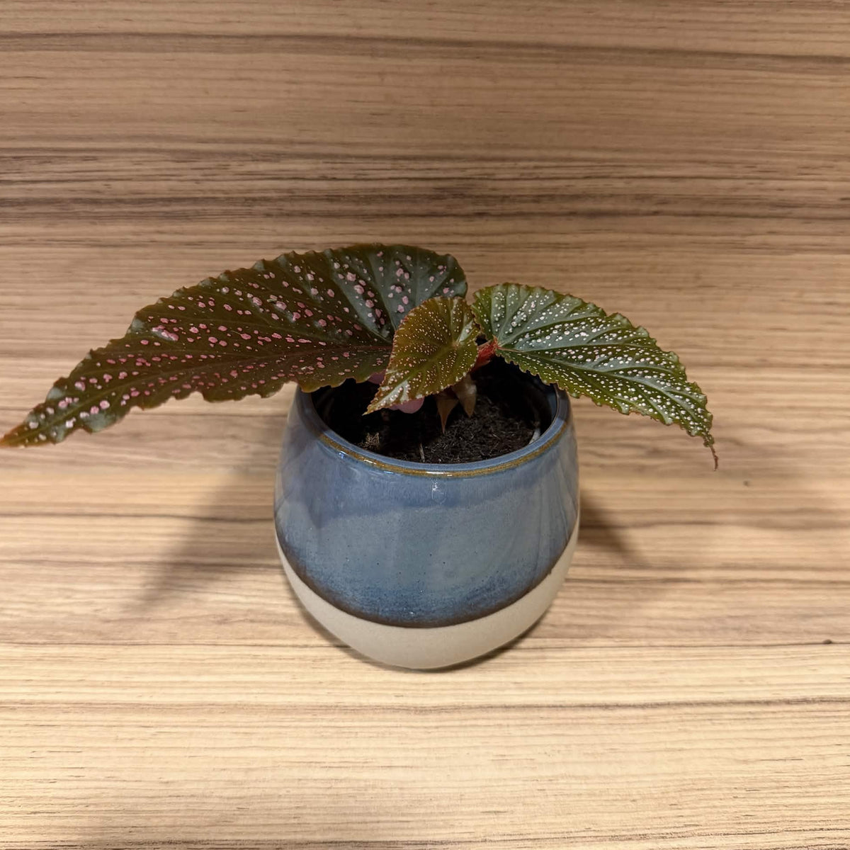 Riverstone Pot 6.5cm inner