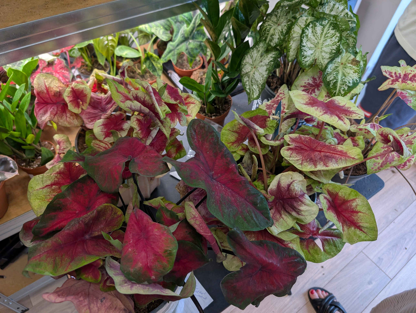 Caladium Mix 14cm