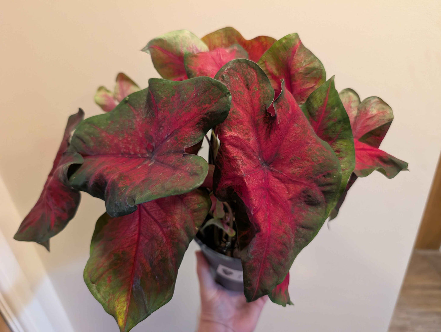 Caladium Mix 14cm