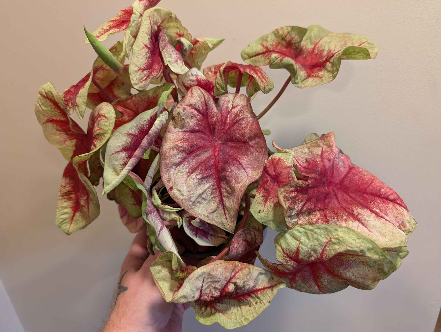 Caladium Mix 14cm