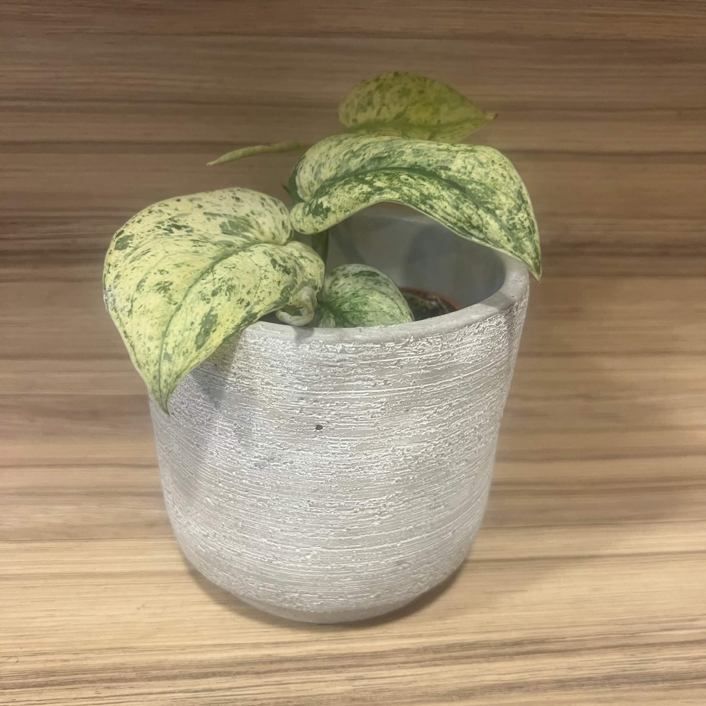 Stonehaven Pot