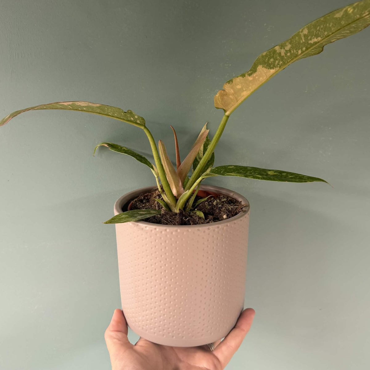 Dimple Lucy Ceramic Pot 12cm inner