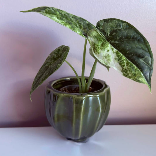 Mini Tulip Glazed Pot Green 7.5cm
