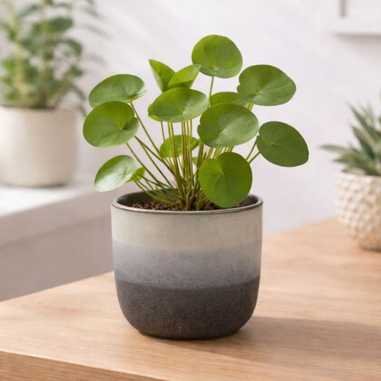 Grey Neopolitan Stoneware Pot