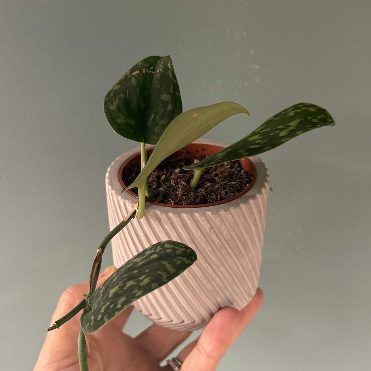 The Little Pot Club – Mini Plant Pots | Choose Your Style